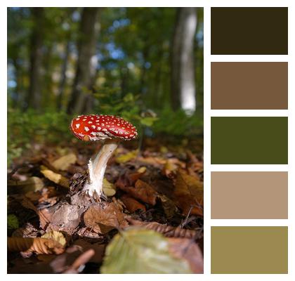 Toadstool Fly Agaric Mushroom Image